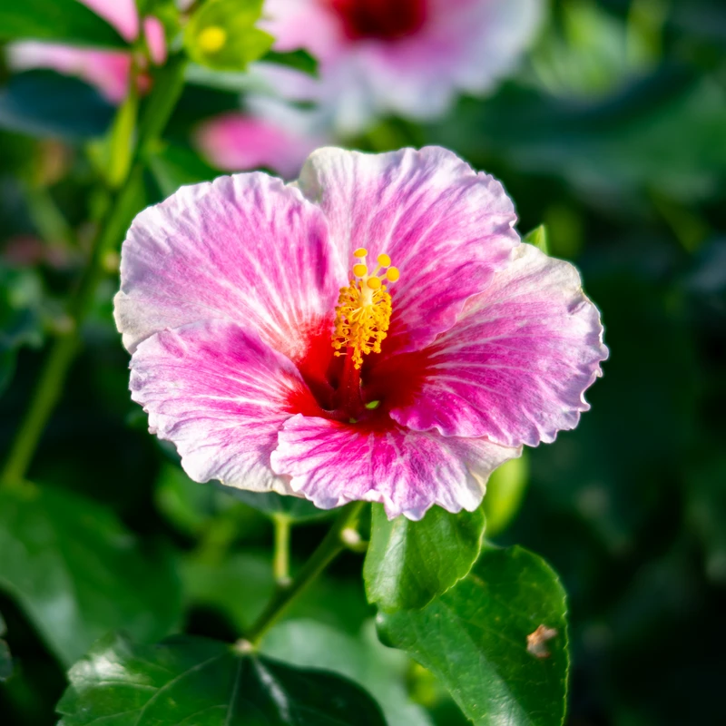 Hollywood Hibiscus™ America's Sweetheart™ Tropical Hibiscus 3 Hollywood Hibiscus™ America's Sweetheart™ Tropical Hibiscus