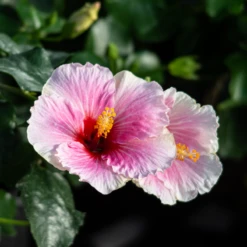 Hollywood Hibiscus™ America's Sweetheart™ Tropical Hibiscus 8 Hollywood Hibiscus™ America's Sweetheart™ Tropical Hibiscus -Perennials Store Hibiscusrosa sinensisHollywoodAmericasSweetheart 4 800x800 1c63a6e