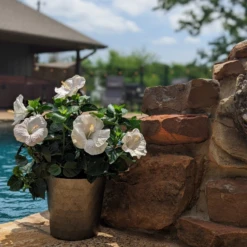 Hollywood Hibiscus™ Earth Angel™ Tropical Hibiscus -Perennials Store Hibiscusrosa sinensisHollywoodEarthAngelPool6 800x800 4576e28