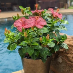 Hollywood Hibiscus™ First Lady™ Tropical Hibiscus
