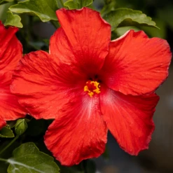 Hollywood Hibiscus™ First To Arrive™ Tropical Hibiscus -Perennials Store Hibiscusrosa sinensisHollywoodFirsttoArrive 3 800x800 5c74ca4