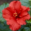 Hollywood Hibiscus™ First To Arrive™ Tropical Hibiscus -Perennials Store Hibiscusrosa sinensisHollywoodFirsttoArrive 4 800x800 0865330