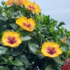 Hollywood Hibiscus™ Rico Suave™ Tropical Hibiscus -Perennials Store Hibiscusrosa sinensisHollywoodRicoSuave10 800x800 ebb535f