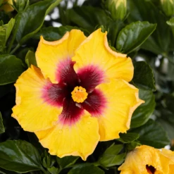 Hollywood Hibiscus™ Rico Suave™ Tropical Hibiscus 7 Hollywood Hibiscus™ Rico Suave™ Tropical Hibiscus -Perennials Store Hibiscusrosa sinensisHollywoodRicoSuave2 800x800 40b2600
