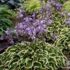 'Wrinkle In Time' Hosta