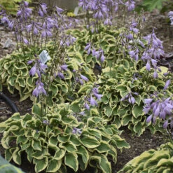 'Wrinkle In Time' Hosta -Perennials Store Hosta wrinkleintime 3