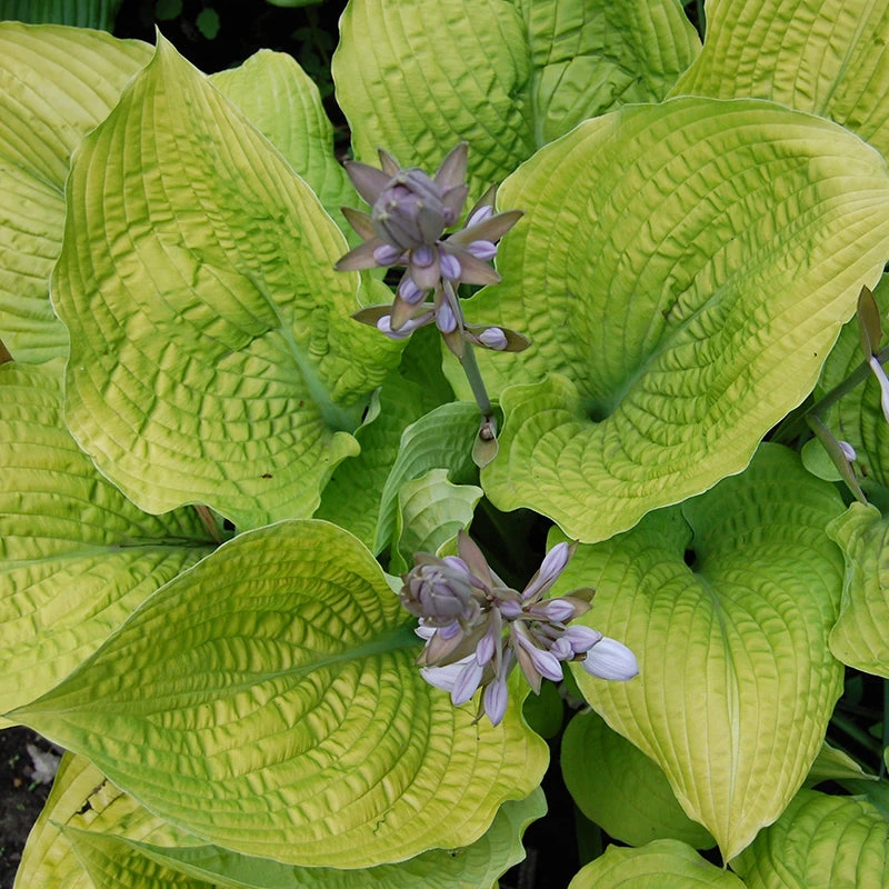 Shadowland® 'Coast To Coast' Hosta 4 Shadowland® 'Coast To Coast' Hosta - Image 2