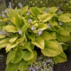 Shadowland® 'Coast To Coast' Hosta -Perennials Store Hosta Coast to Coast 2 P