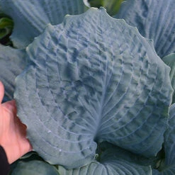 Shadowland® 'Diamond Lake' Hosta 9 Shadowland® 'Diamond Lake' Hosta -Perennials Store Hosta Diamond Lake 1 P