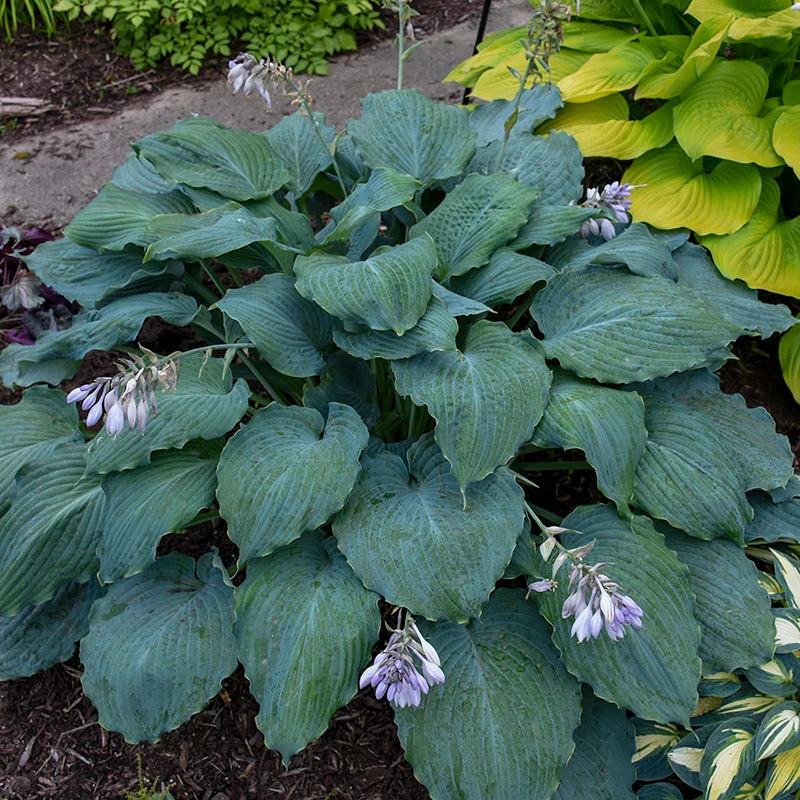 Shadowland® 'Diamond Lake' Hosta 4 Shadowland® 'Diamond Lake' Hosta - Image 2