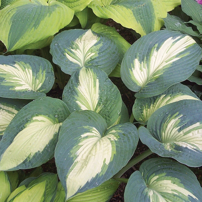 Shadowland® 'Hudson Bay' Hosta 4 Shadowland® 'Hudson Bay' Hosta - Image 2