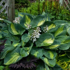 Shadowland® 'Hudson Bay' Hosta 10 Shadowland® 'Hudson Bay' Hosta -Perennials Store Hosta Hudson Bay 2 P