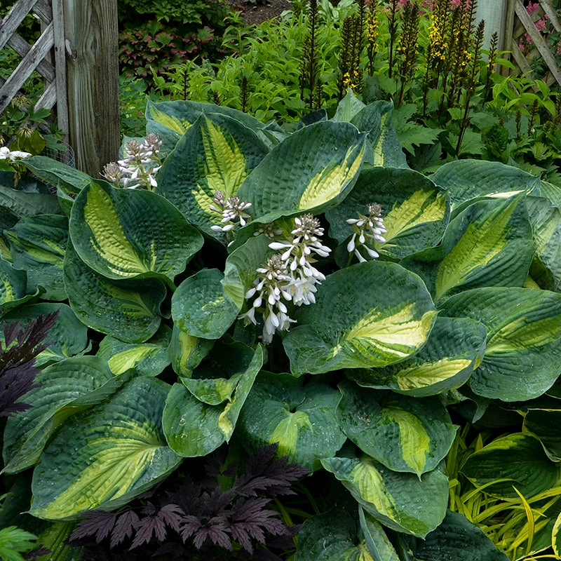 Shadowland® 'Hudson Bay' Hosta 5 Shadowland® 'Hudson Bay' Hosta - Image 3