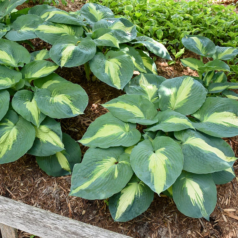 Shadowland® 'Hudson Bay' Hosta 7 Shadowland® 'Hudson Bay' Hosta - Image 5