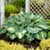 Shadowland® 'Hudson Bay' Hosta -Perennials Store Hosta Hudson Bay 5 P