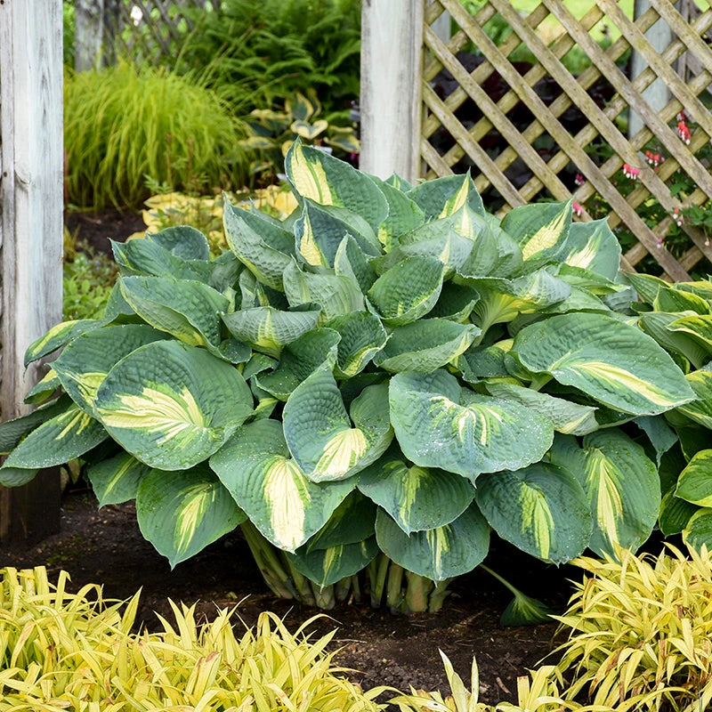 Shadowland® 'Hudson Bay' Hosta 3 Shadowland® 'Hudson Bay' Hosta