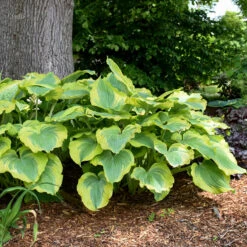 Shadowland® 'Seducer' Hosta
