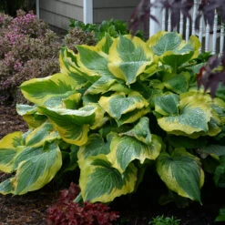 Shadowland® 'Seducer' Hosta -Perennials Store Hosta Seducer 3 P