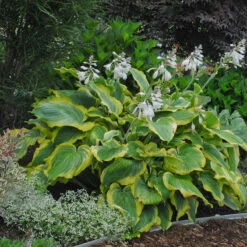 Shadowland® 'Seducer' Hosta -Perennials Store Hosta Seducer 4 P