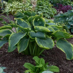 Shadowland® 'Wu-La-La' Hosta 8 Shadowland® 'Wu-La-La' Hosta -Perennials Store Hosta Wu La La 3 P
