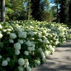 Hydrangeas For Cut Flowers Collection -Perennials Store Hydrangea Annabelle 6
