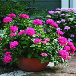 Cityline® Paris Bigleaf Hydrangea -Perennials Store Hydrangea Cityline Paris 3 P sw