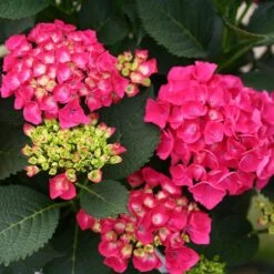 Cityline® Paris Bigleaf Hydrangea -Perennials Store Hydrangea Cityline Paris 4 P sw