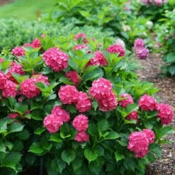 Cityline® Paris Bigleaf Hydrangea -Perennials Store Hydrangea Cityline Paris 5 P sw