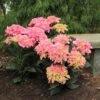 Cityline® Venice Bigleaf Hydrangea -Perennials Store Hydrangea Cityline Venice 1 P sw