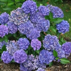 Cityline® Venice Bigleaf Hydrangea -Perennials Store Hydrangea Cityline Venice 3 P sw