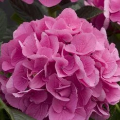 Cityline® Venice Bigleaf Hydrangea -Perennials Store Hydrangea Cityline Venice 4 P sw