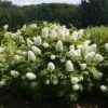 Gatsby Gal® Oakleaf Hydrangea -Perennials Store Hydrangea Gatsby Gal 1 P sw