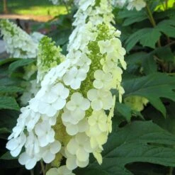 Gatsby Gal® Oakleaf Hydrangea -Perennials Store Hydrangea Gatsby Gal 3 P sw