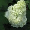 Gatsby Moon® Oakleaf Hydrangea 1 Gatsby Moon® Oakleaf Hydrangea -Perennials Store Hydrangea Gatsby Moon 1 P sw