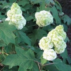 Gatsby Moon® Oakleaf Hydrangea -Perennials Store Hydrangea Gatsby Moon 2 P sw