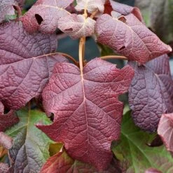Gatsby Moon® Oakleaf Hydrangea -Perennials Store Hydrangea Gatsby Moon 4 P sw