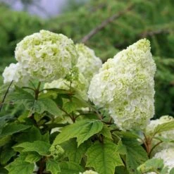 Gatsby Moon® Oakleaf Hydrangea -Perennials Store Hydrangea Gatsby Moon 5 P sw