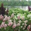 Gatsby Pink® Oakleaf Hydrangea -Perennials Store Hydrangea Gatsby Pink 1 P sw