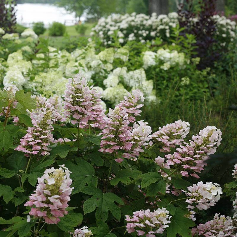 Gatsby Pink® Oakleaf Hydrangea 4 Gatsby Pink® Oakleaf Hydrangea - Image 2