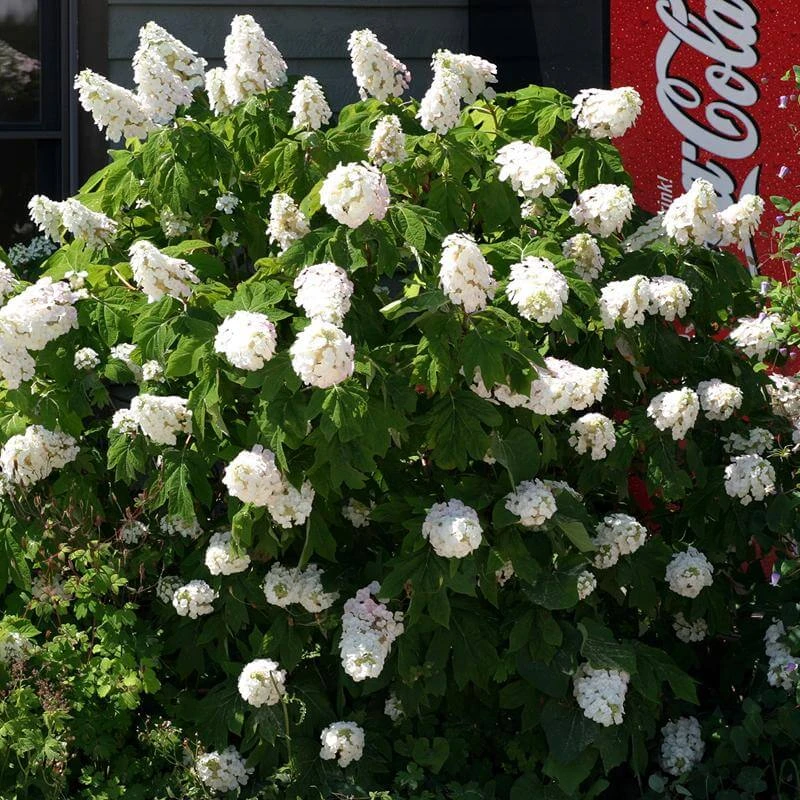 Gatsby Pink® Oakleaf Hydrangea 5 Gatsby Pink® Oakleaf Hydrangea - Image 3