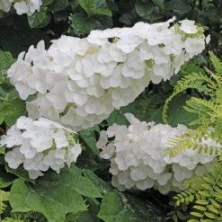 Gatsby Pink® Oakleaf Hydrangea 11 Gatsby Pink® Oakleaf Hydrangea -Perennials Store Hydrangea Gatsby Pink 4 P sw