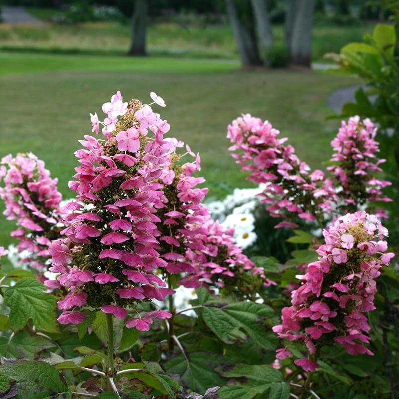 Gatsby Pink® Oakleaf Hydrangea 7 Gatsby Pink® Oakleaf Hydrangea - Image 5
