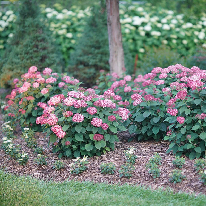 Invincibelle® Ruby Smooth Hydrangea 7 Invincibelle® Ruby Smooth Hydrangea - Image 5