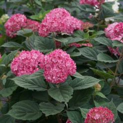 Invincibelle® Ruby Smooth Hydrangea 11 Invincibelle® Ruby Smooth Hydrangea -Perennials Store Hydrangea Invincibelle Ruby 6 P