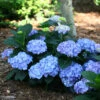 Let's Dance® Blue Jangles® Bigleaf Hydrangea 1 Let's Dance® Blue Jangles® Bigleaf Hydrangea -Perennials Store Hydrangea Lets Dance Blue Jangles 1 P