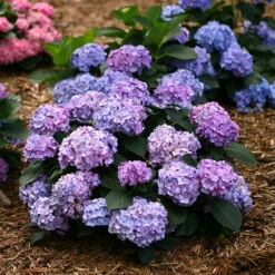 Let's Dance® Blue Jangles® Bigleaf Hydrangea -Perennials Store Hydrangea Lets Dance Blue Jangles 2 P