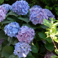 Let's Dance® Blue Jangles® Bigleaf Hydrangea -Perennials Store Hydrangea Lets Dance Blue Jangles 5 P
