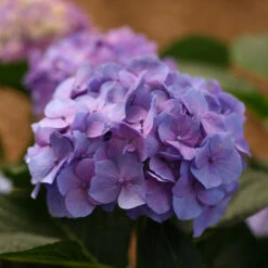 Let's Dance® Blue Jangles® Bigleaf Hydrangea -Perennials Store Hydrangea Lets Dance Blue Jangles 6 P