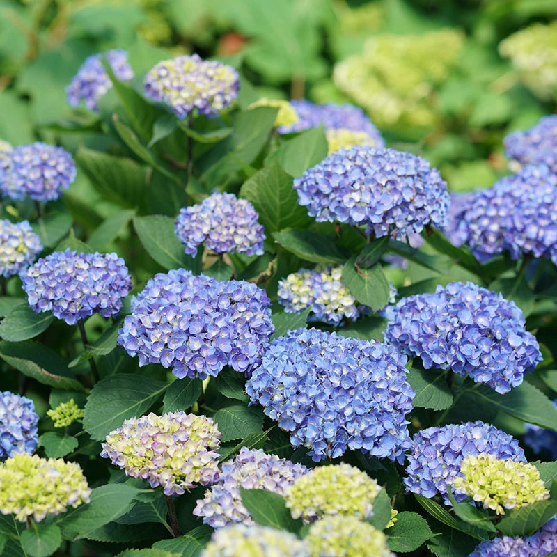 Let's Dance® Rhythmic Blue® Bigleaf Hydrangea 3 Let's Dance® Rhythmic Blue® Bigleaf Hydrangea