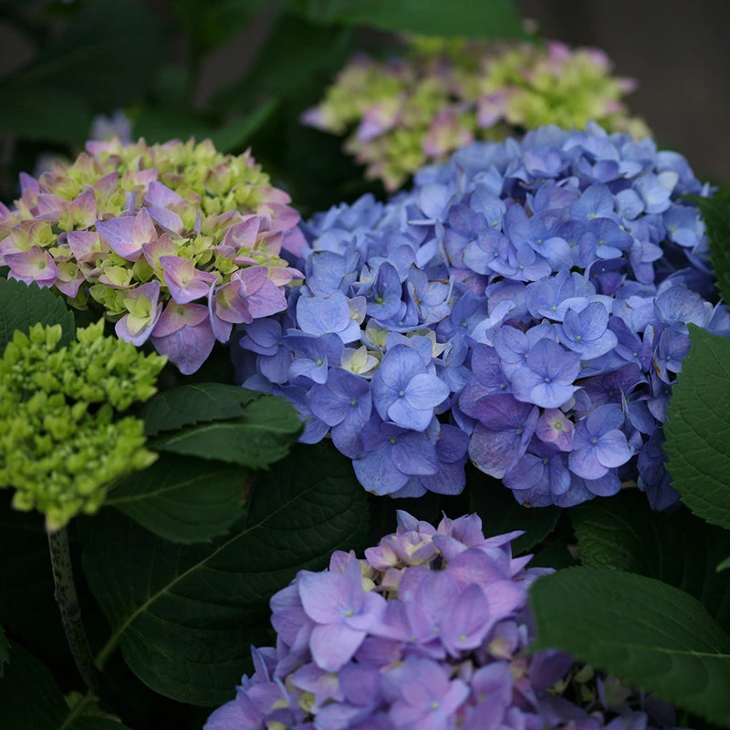 Let's Dance® Rhythmic Blue® Bigleaf Hydrangea 4 Let's Dance® Rhythmic Blue® Bigleaf Hydrangea - Image 2